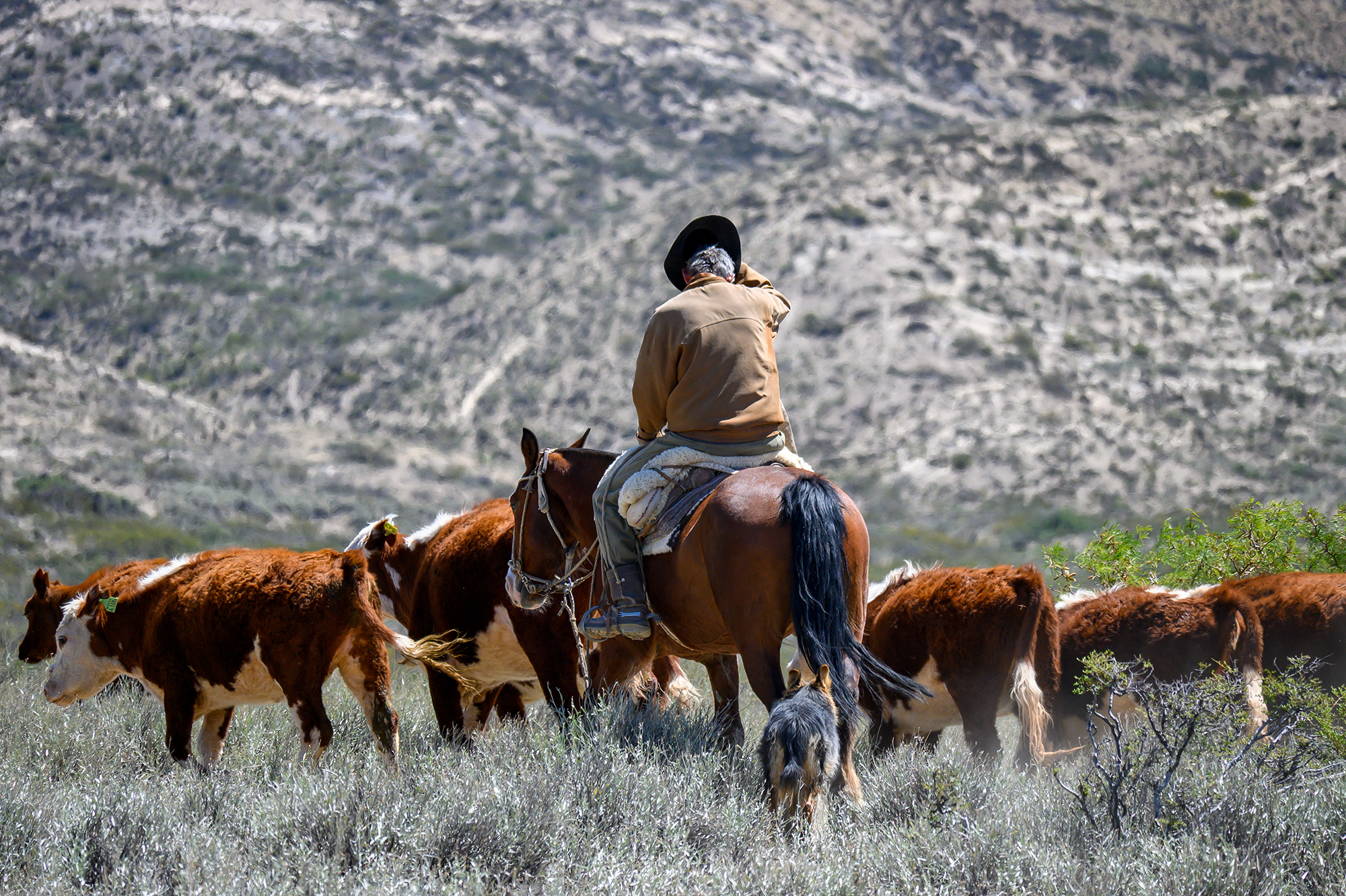 Argentine Gaucho herding cattle in the Argentine Pampas fields