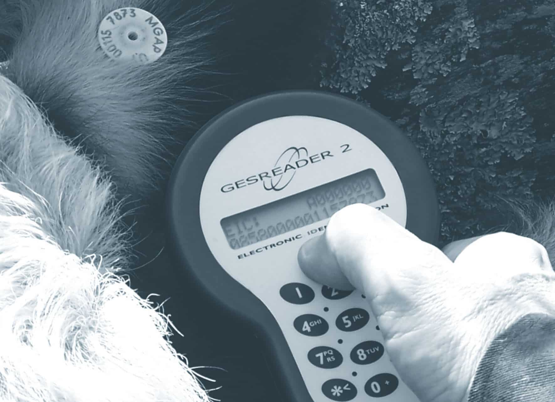 A member of the INAC reads the code on a tagged cow | Food Related | San Antonio TX