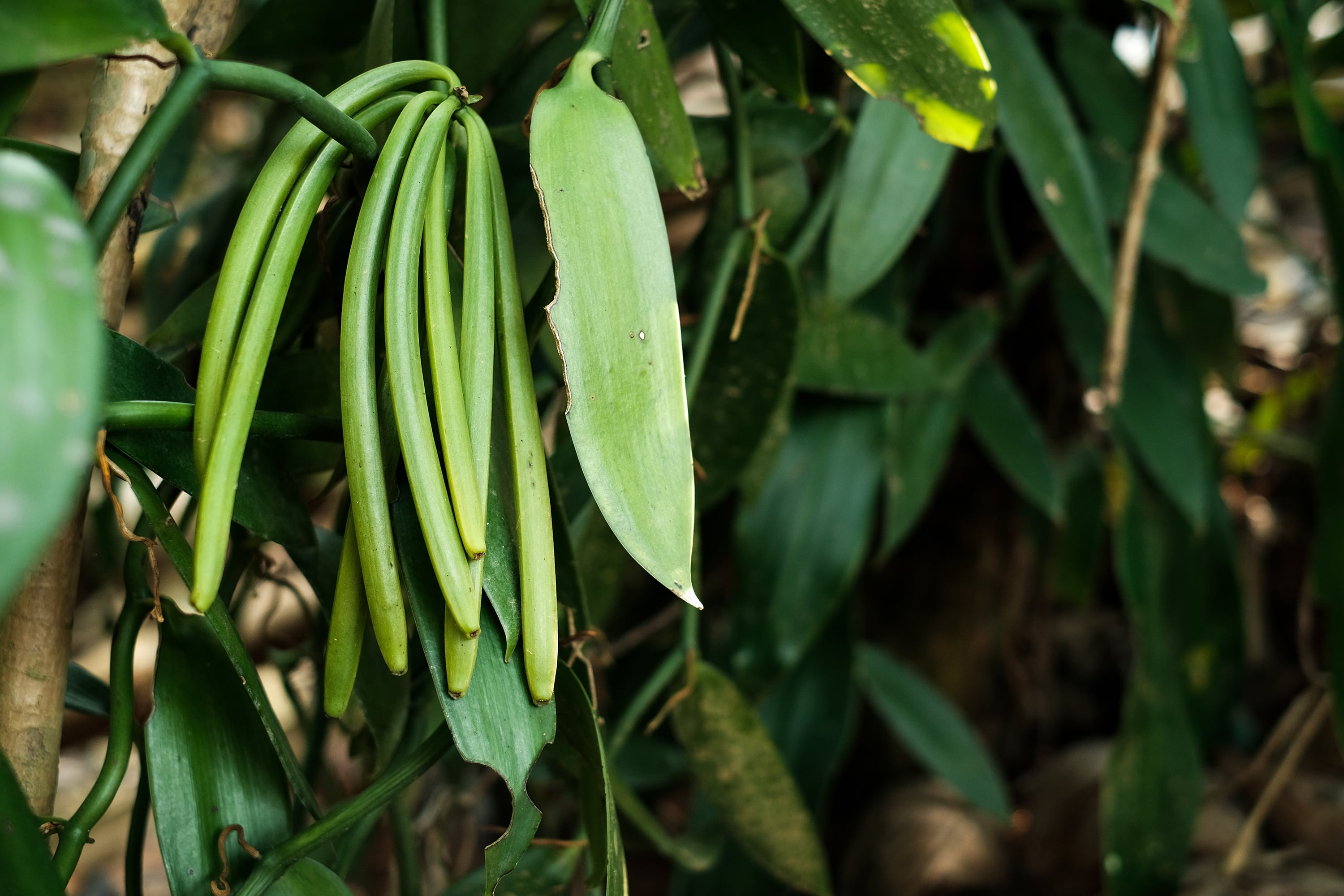 Vanilla beans growing on a vanilla orchid plant in a tropical climate