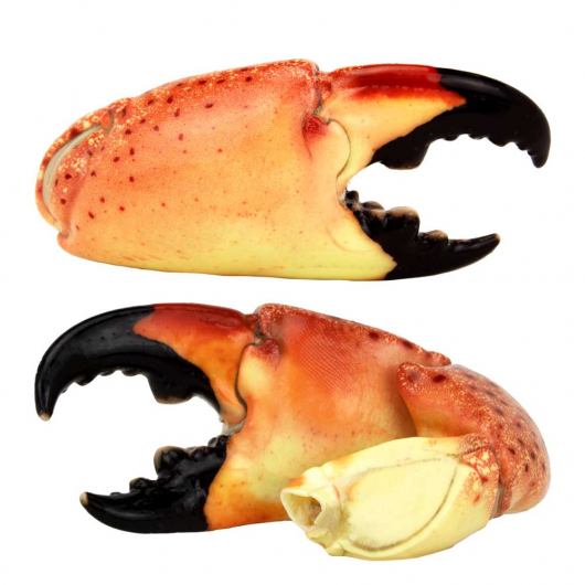 Jumbo Stone Crab Claws 4.7oz - 7oz