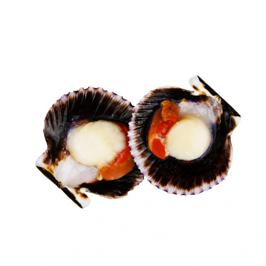 Wild Zamburiñas Scallops in Half Shells