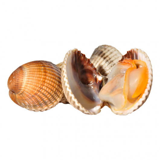 Galician Berberecho Cockle