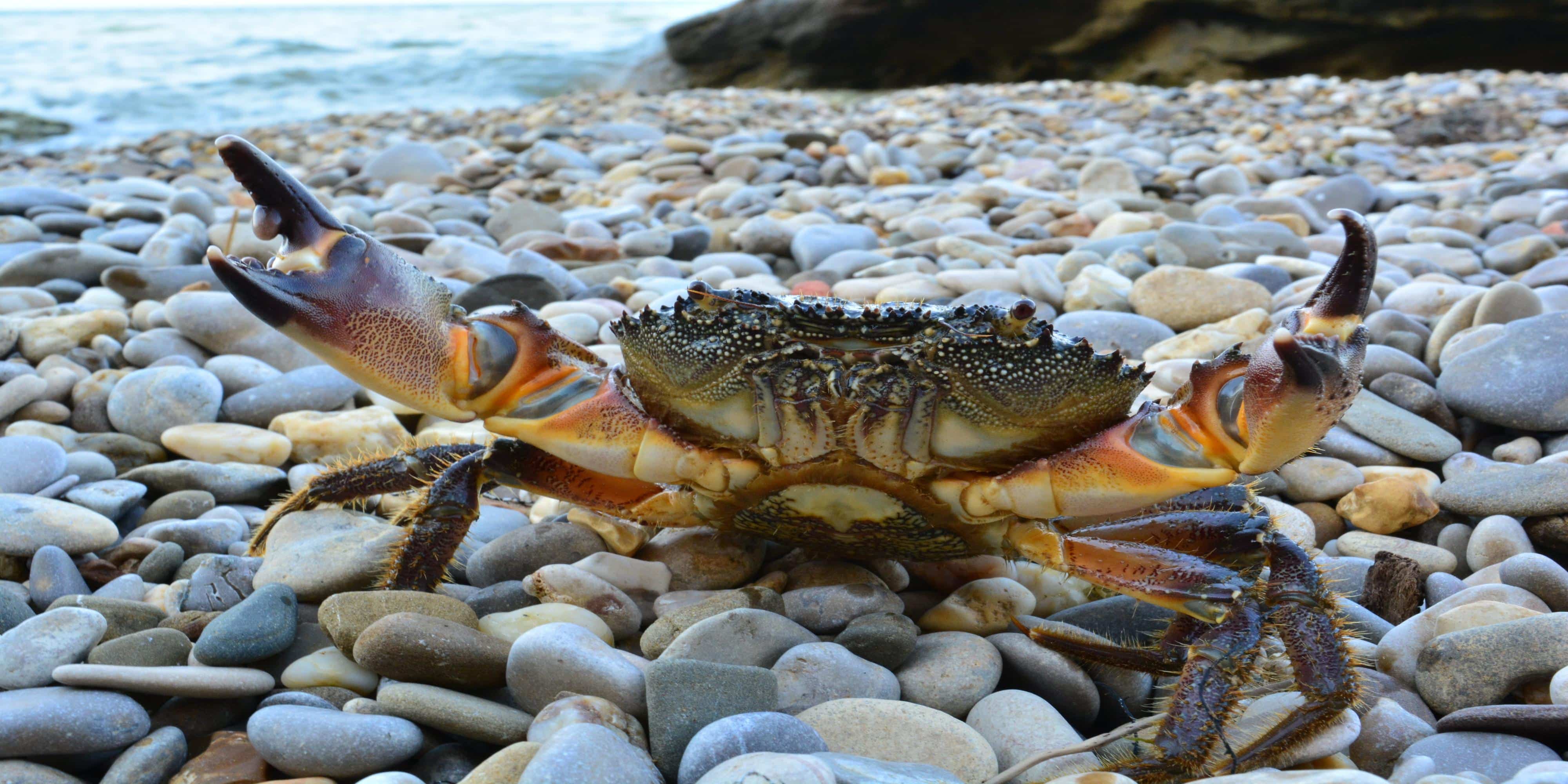 Large stone crab claws | Food Related | San Antonio, TX