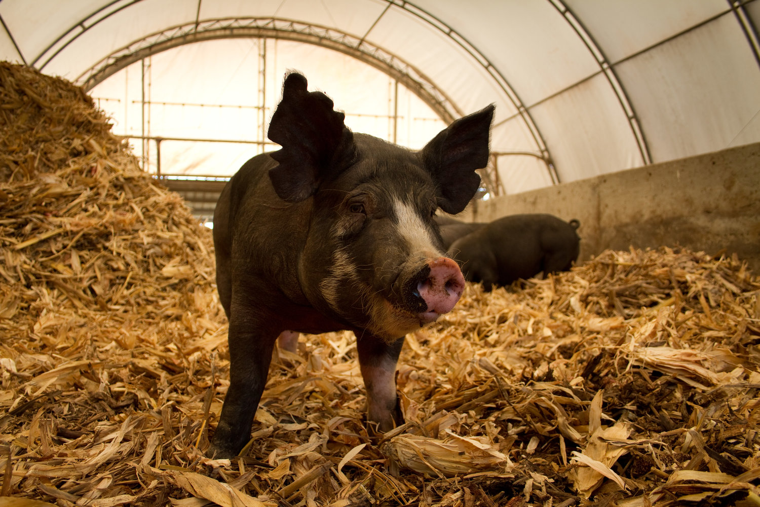 A Kurobuta Berkshire pig stands in a clean, open barn | Food Related | San Antonio TX