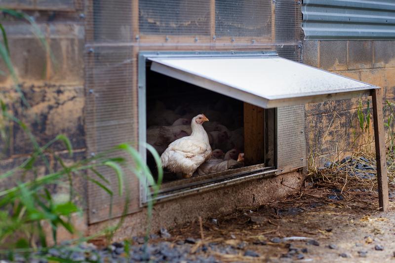 Shenandoah Valley Organic Farmer Focus chicken standing under an open shade structure between the chicken house and the outside run | Food Related | San Antonio TX