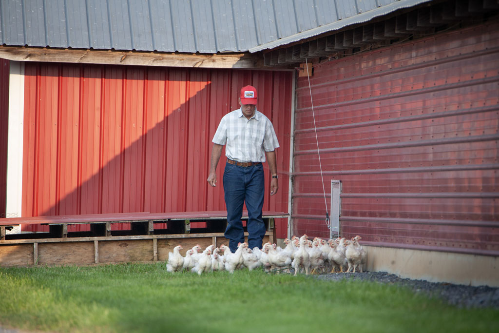 Shenandoah Valley Organic Farmer Focus chicken farmer gently herds a group of chickens in front of a red barn | Food Related | San Antonio TX